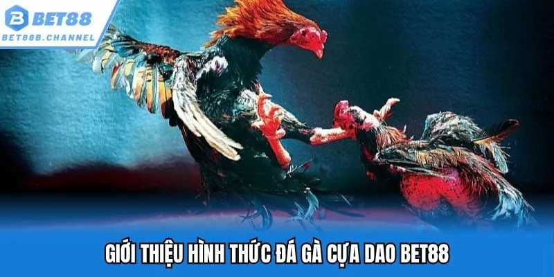 Đá gà cựa dao Bet88 mang đến không gian cá cược hấp dẫn, đẳng cấp