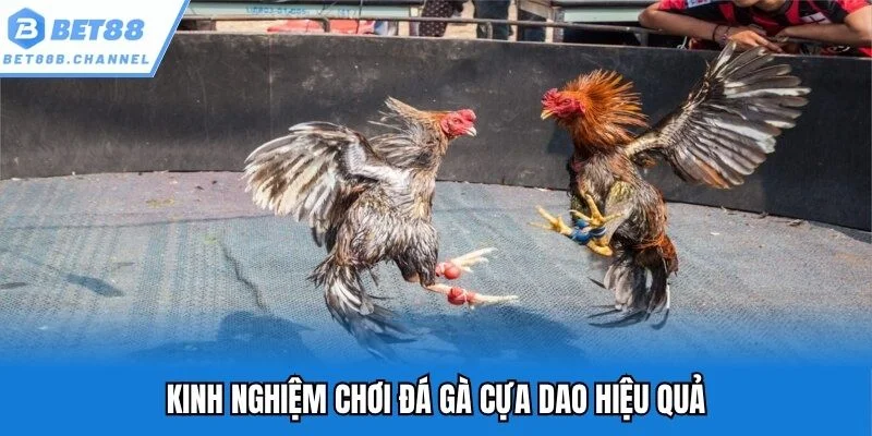 Những bí kíp hiệu quả giúp bạn trở thành sư kê bất bại