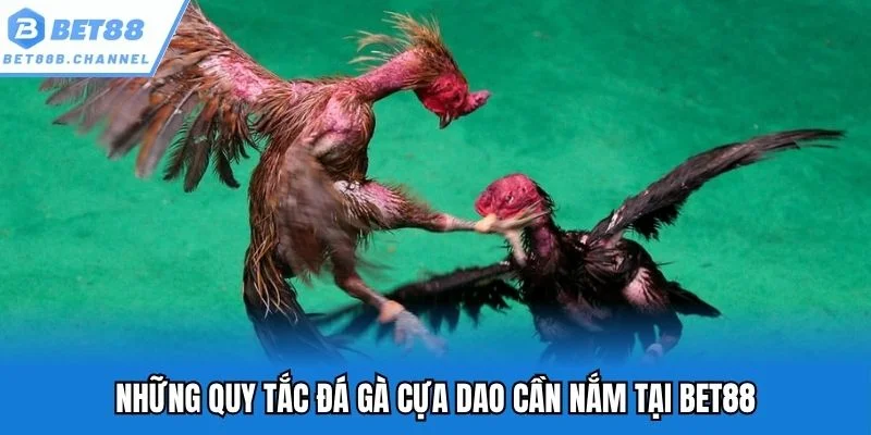 Kiến thức cơ bản mà tân binh cần nắm khi chơi cựa dao